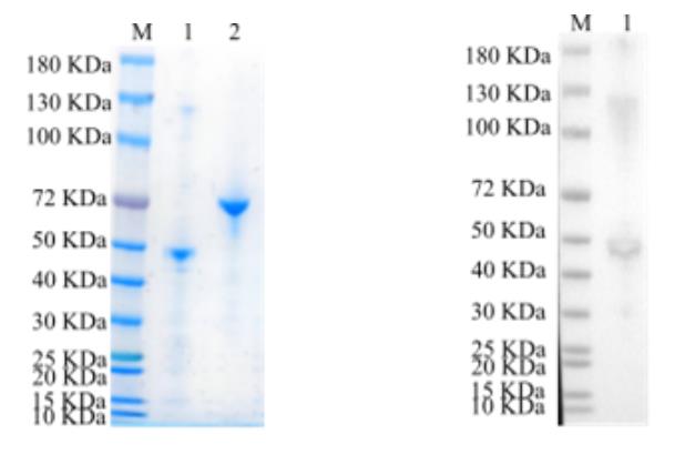 1. CD40-2964HF <br />2. BSA